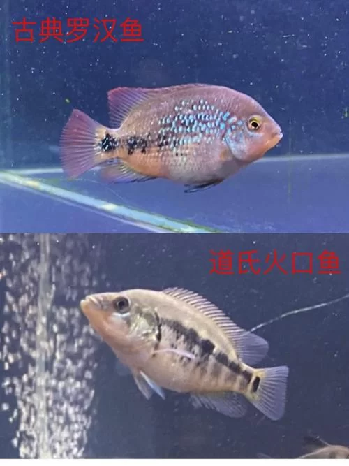 想养南美鱼？南美水族论坛帮你从入门到精通！