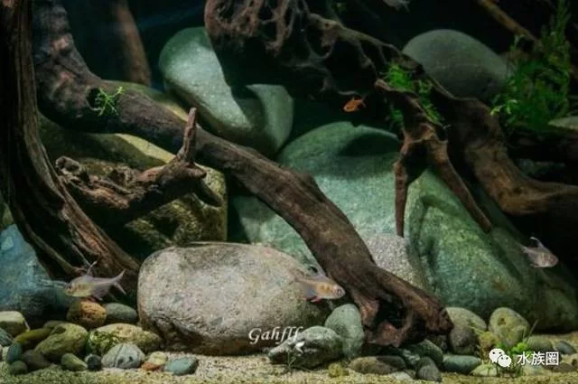 想养南美鱼？南美水族论坛帮你从入门到精通！