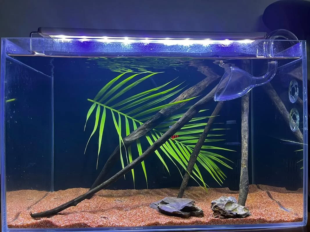 想养南美鱼？南美水族论坛帮你从入门到精通！
