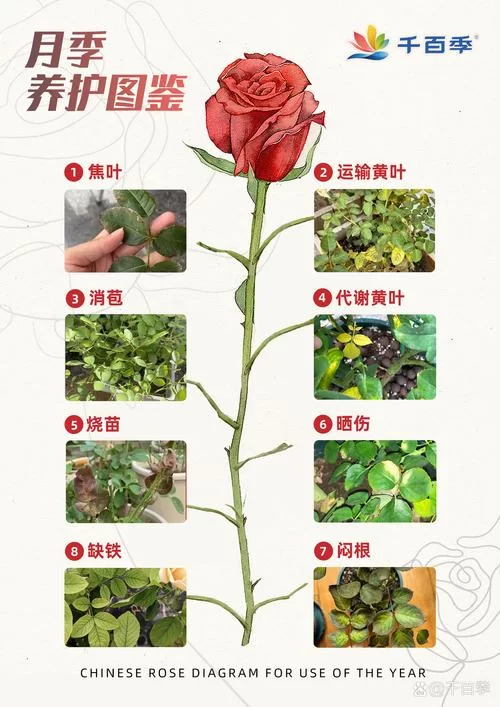月季喜阴还是喜阳？一篇文章告诉你答案！