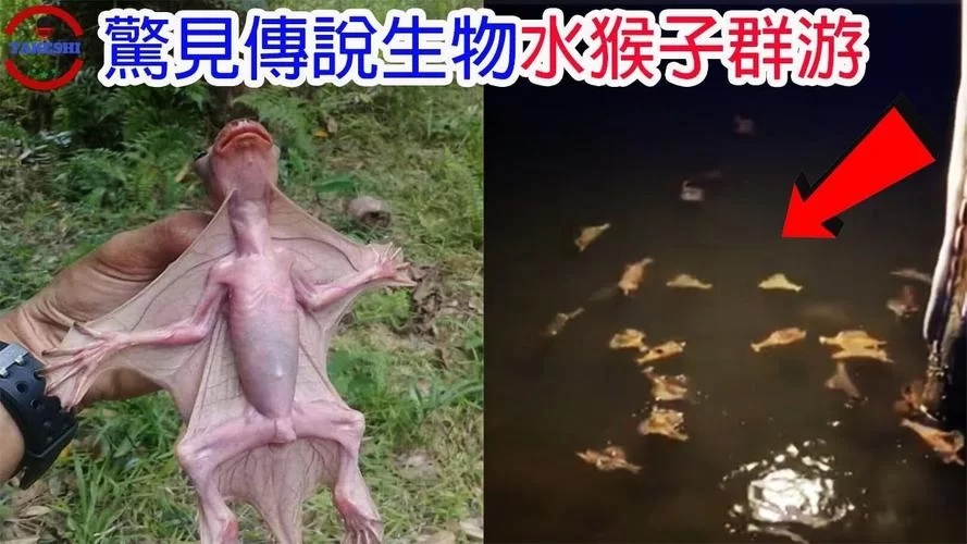 日本河童和中国水猴子一样吗？区别在哪？