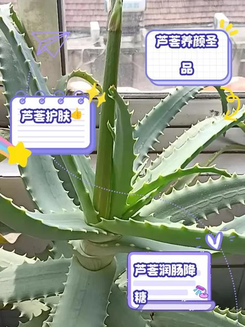 纳迪亚之宝芦荟具体位置，找半天找不到看这里！