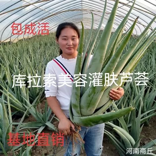 纳迪亚之宝芦荟具体位置，找半天找不到看这里！