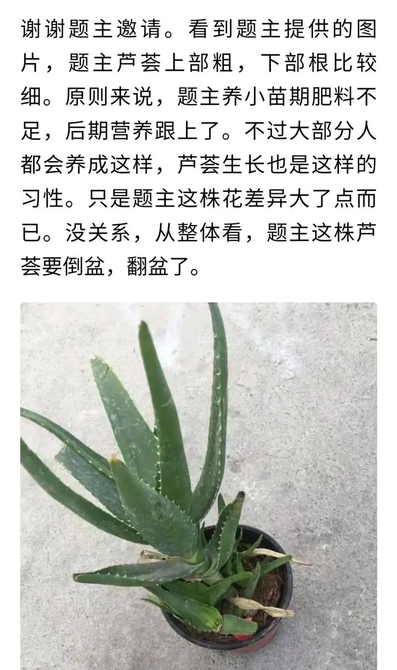 纳迪亚之宝芦荟具体位置，找半天找不到看这里！