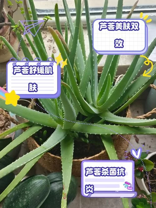 纳迪亚之宝芦荟具体位置，找半天找不到看这里！