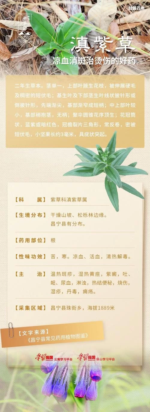 紫英花瓣的功效与作用，这些你一定要知道！