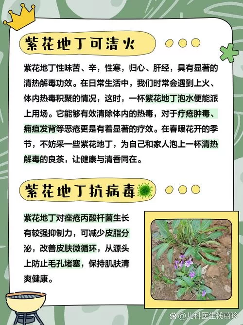 紫英花瓣的功效与作用，这些你一定要知道！