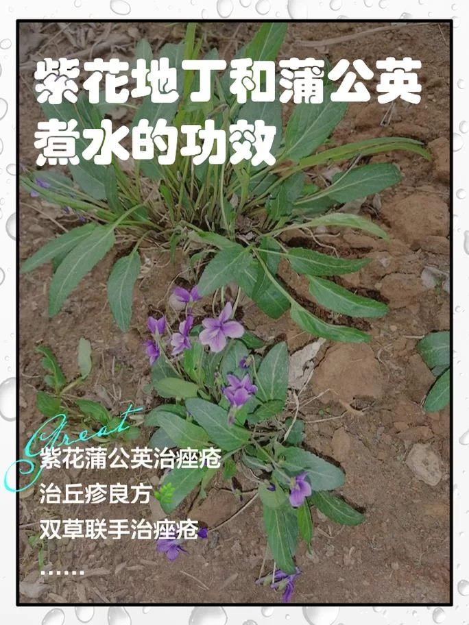 紫英花瓣的功效与作用，这些你一定要知道！
