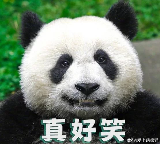 顽皮熊猫表情包大放送！每一张都萌化你的心！