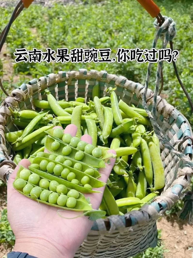 豌豆荚app官网是哪个？豌豆荚官方应用市场下载。