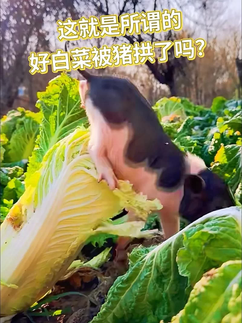 猪拱白菜图片火了！网友：这画面也太有爱了吧！