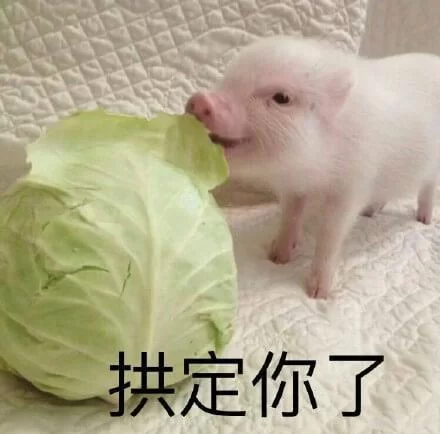 猪拱白菜图片火了！网友：这画面也太有爱了吧！
