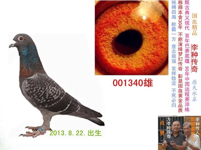 搜鸽网成绩查询入口在哪？最新查询方法分享！