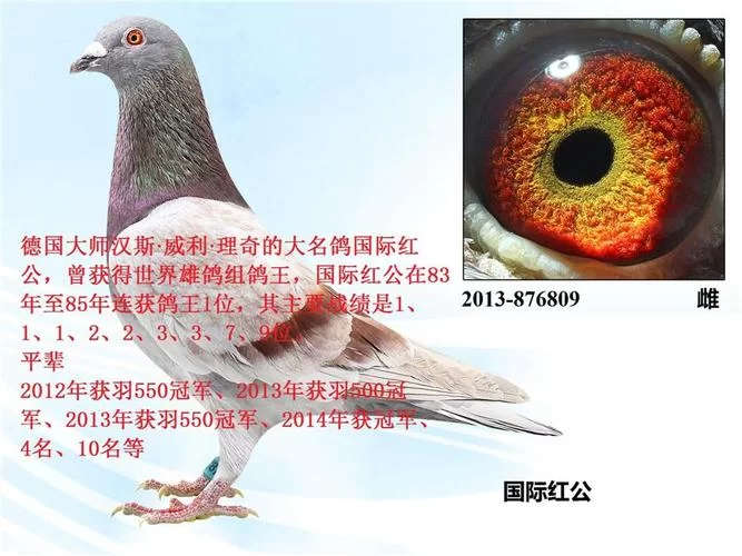 搜鸽网成绩查询入口在哪？最新查询方法分享！