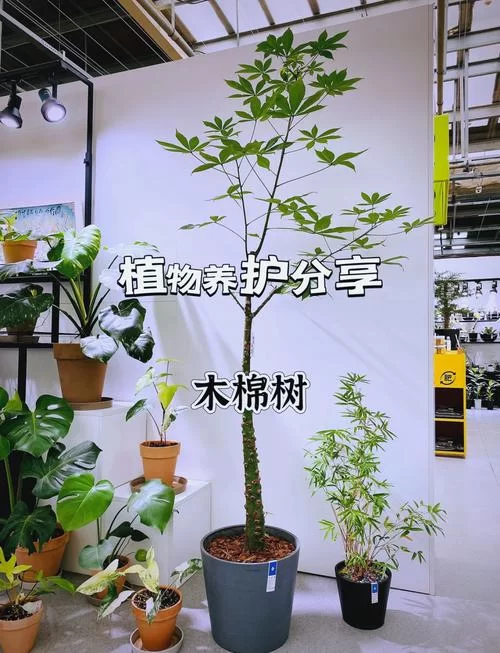 木棉球进化条件是啥？手把手教你培养进化！