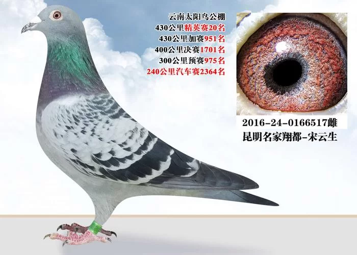 鸽子查成绩免费查询怎么用？手把手教你查分！