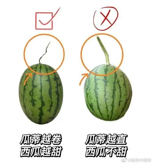 西瓜碰碰碰有啥技巧？这样玩轻松拿高分变大神！