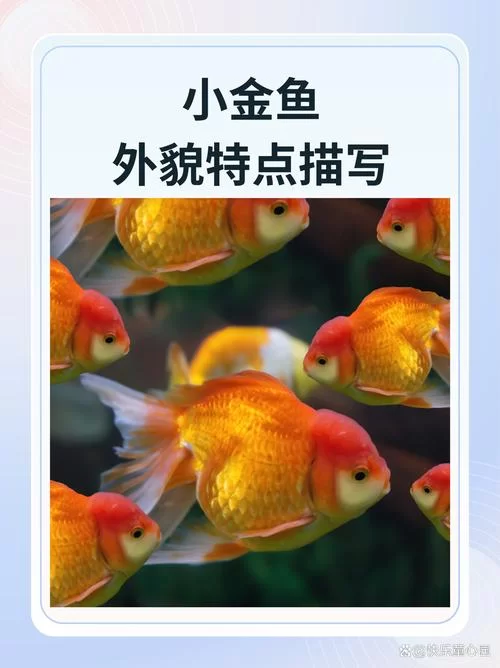 看金鱼是什么梗？这个梗的来源和含义揭秘！