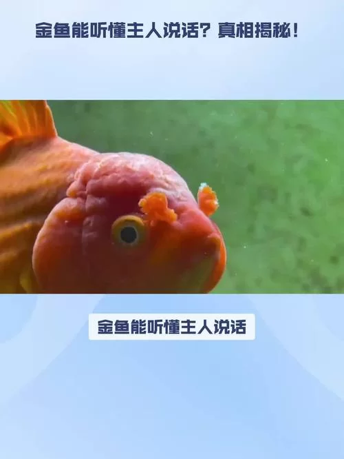 看金鱼是什么梗？这个梗的来源和含义揭秘！