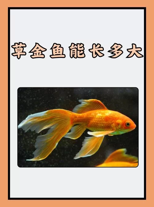 看金鱼是什么梗？这个梗的来源和含义揭秘！