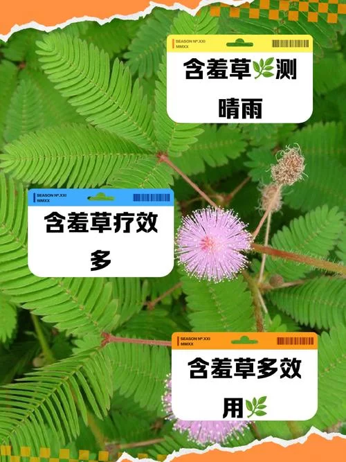 想免费看含羞草？这几个方法让你一次看个够！