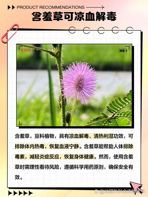 想免费看含羞草？这几个方法让你一次看个够！