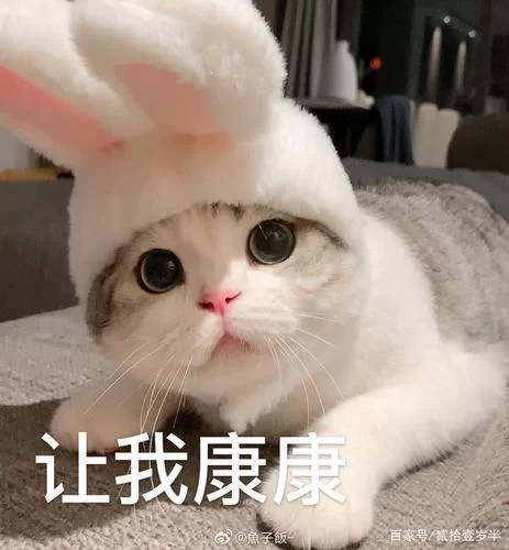 让我康康表情包合集，高清无水印图片大全分享！