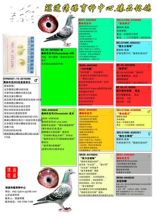 想免费查鸽子全部成绩？这个网站别错过！