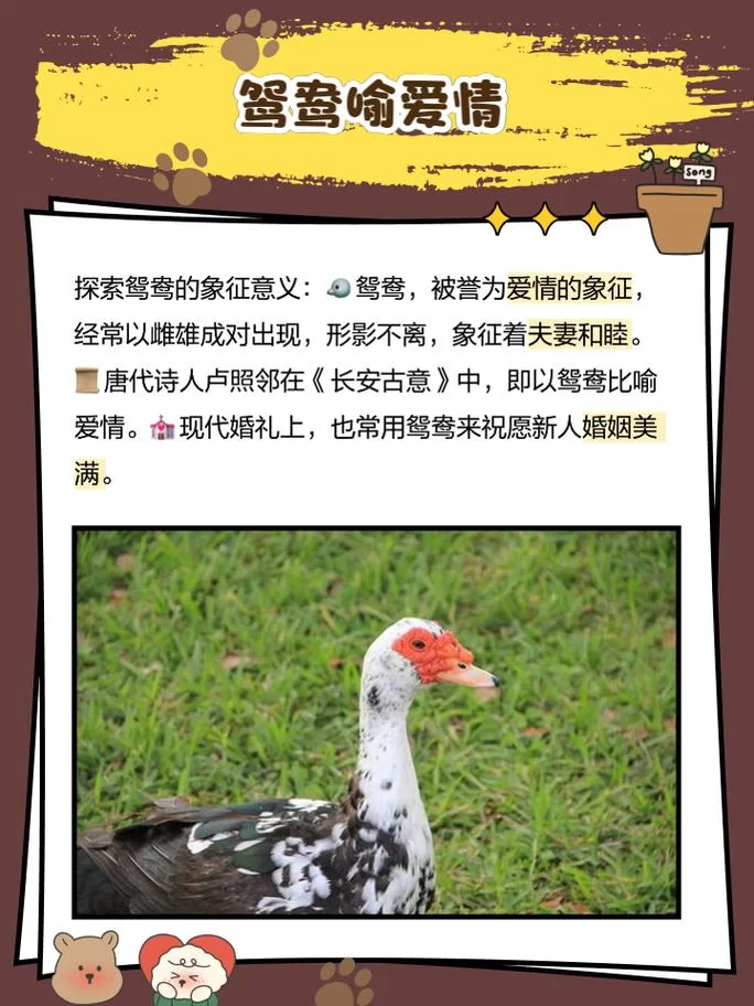 鸳鸯的雌雄如何区分？这几个方法简单又实用！