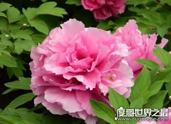 绿肥红瘦里的红瘦是哪种花？看完这篇文章你就懂！