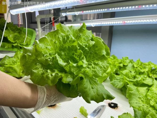 种菜游戏排行榜来啦！快来看看哪款是你的菜！