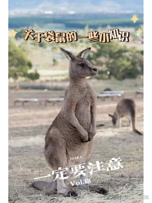 想养袋鼠宝宝？这些准备工作你都做好了吗？