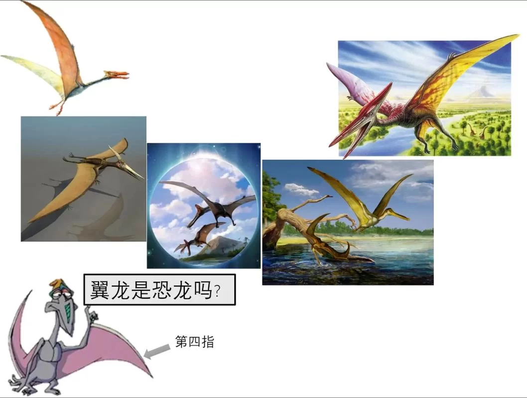 无齿翼龙和翼龙有啥区别？看完这篇就懂了！