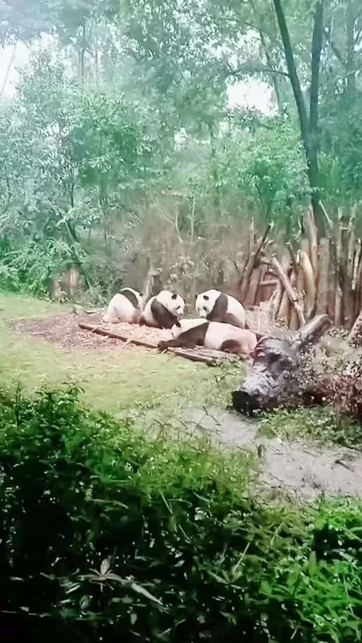 烟雨江湖喂熊猫到底给啥？这些奖励千万别错过！