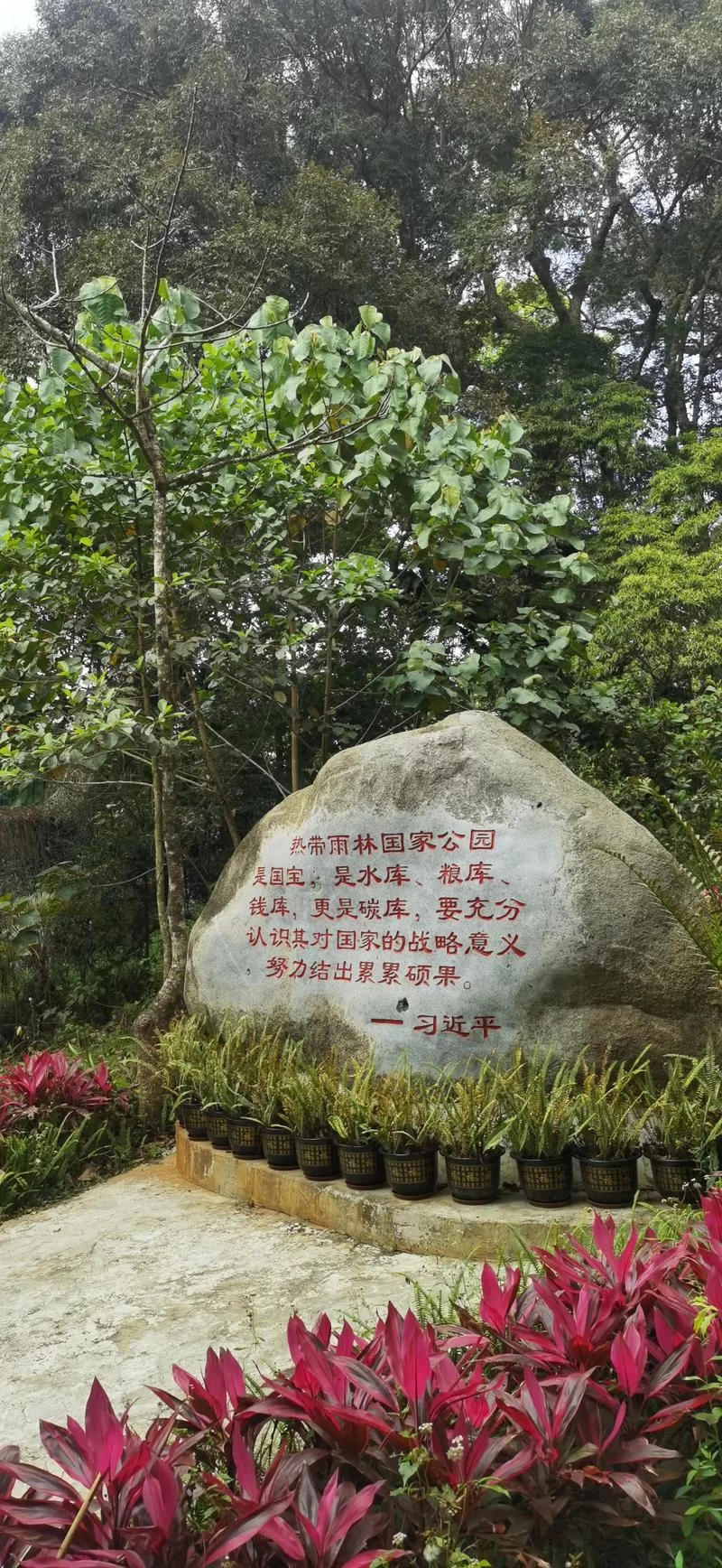 雨林先祖在哪里？带你走进真实的雨林先祖世界！