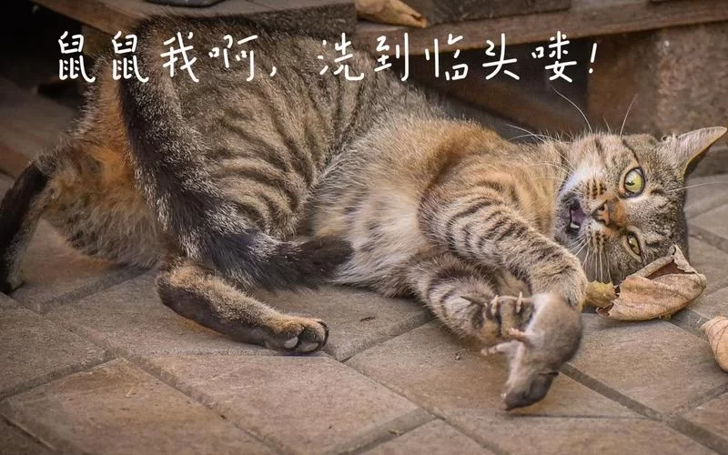 鼠鼠我啊是什么意思？网络流行语背后的故事！