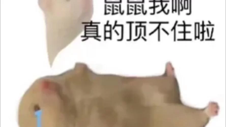 鼠鼠我啊是什么意思？网络流行语背后的故事！