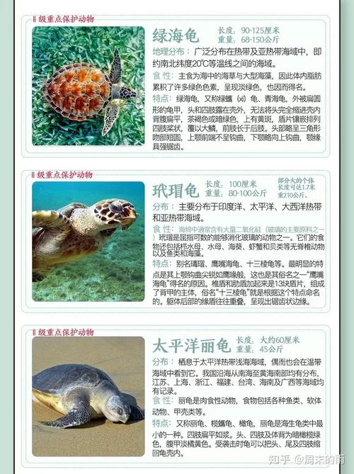 海龟的英文是什么？不同种类的海龟英文名也有区别哦！