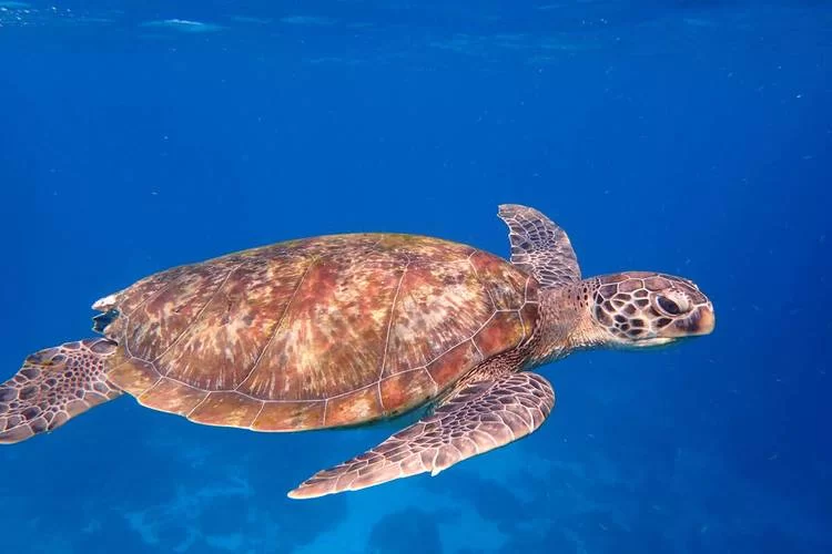 海龟的英文是什么？不同种类的海龟英文名也有区别哦！