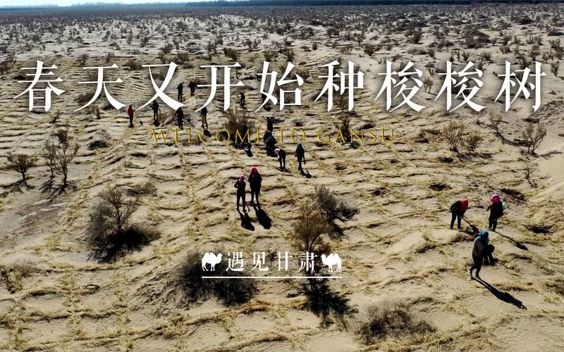 梭梭树怎么读？这篇文章告诉你答案和种植技巧！