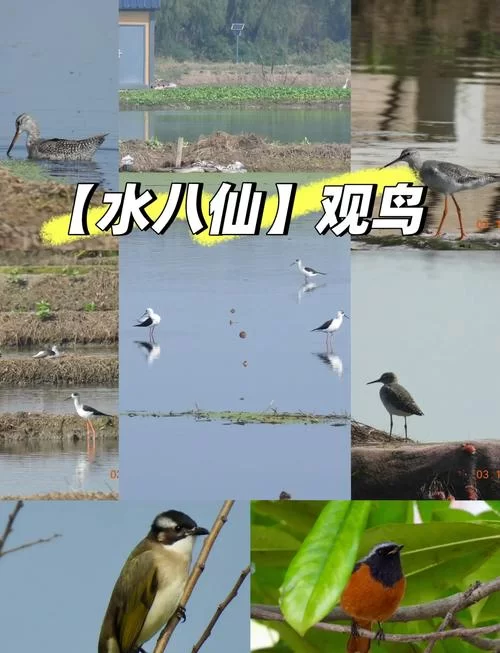 水鸟乱舞是什么景象？观赏地点和最佳时间推荐！