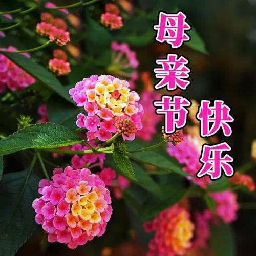 母亲节快乐图片：送给妈妈最美的祝福
