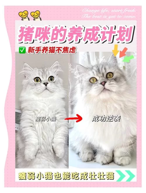 比格沃斯先生：克尔苏加德的宠物猫有何秘密？