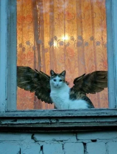 比格沃斯先生：克尔苏加德的宠物猫有何秘密？
