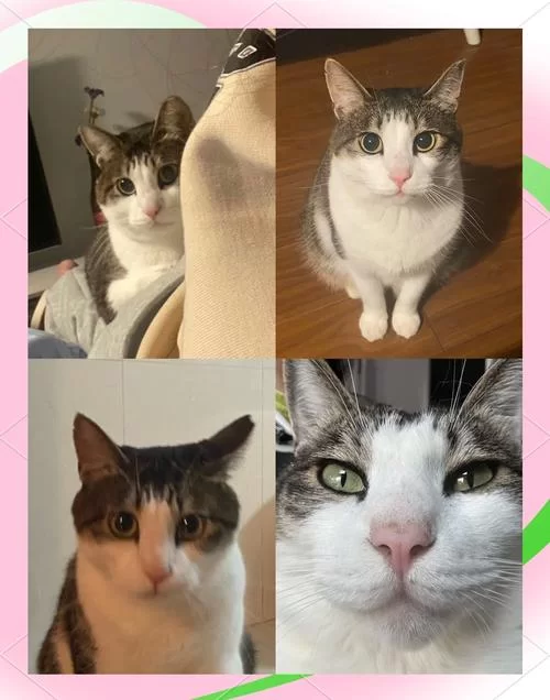比格沃斯先生：克尔苏加德的宠物猫有何秘密？