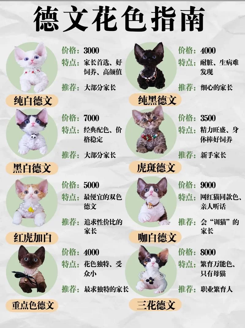 比格沃斯先生：克尔苏加德的宠物猫有何秘密？
