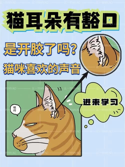 比格沃斯先生：克尔苏加德的宠物猫有何秘密？