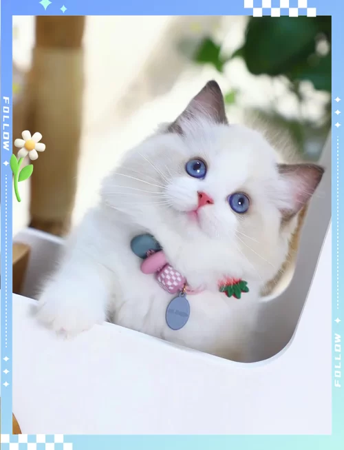 比格沃斯先生：克尔苏加德的宠物猫有何秘密？