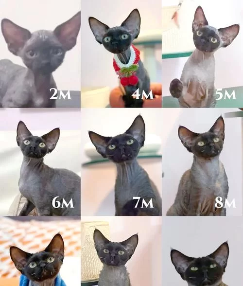 比格沃斯先生：克尔苏加德的宠物猫有何秘密？