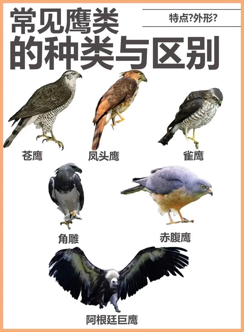 毛头小鹰几级进化？54级进化成勇士雄鹰！